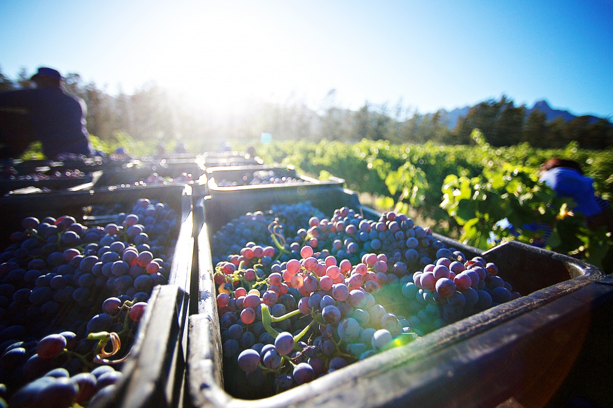 Vendanges : quelles conditions pour justifier la suspension du repos hebdomadaire des salariés ?